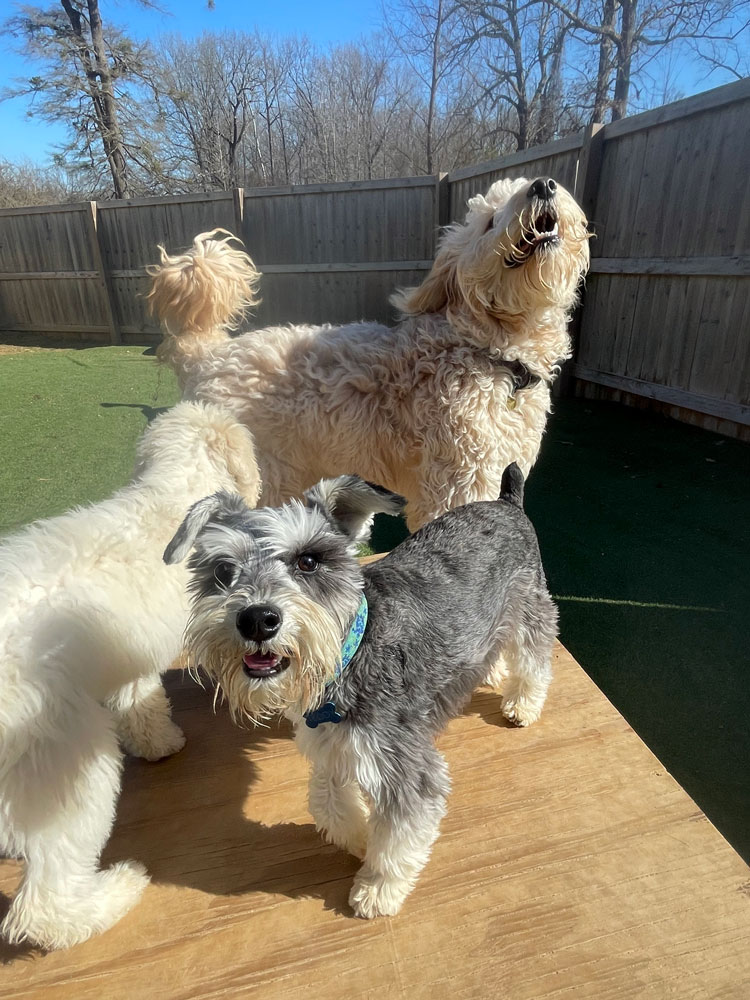 Dogs Playing Outside Bonesboro Dog Daycare