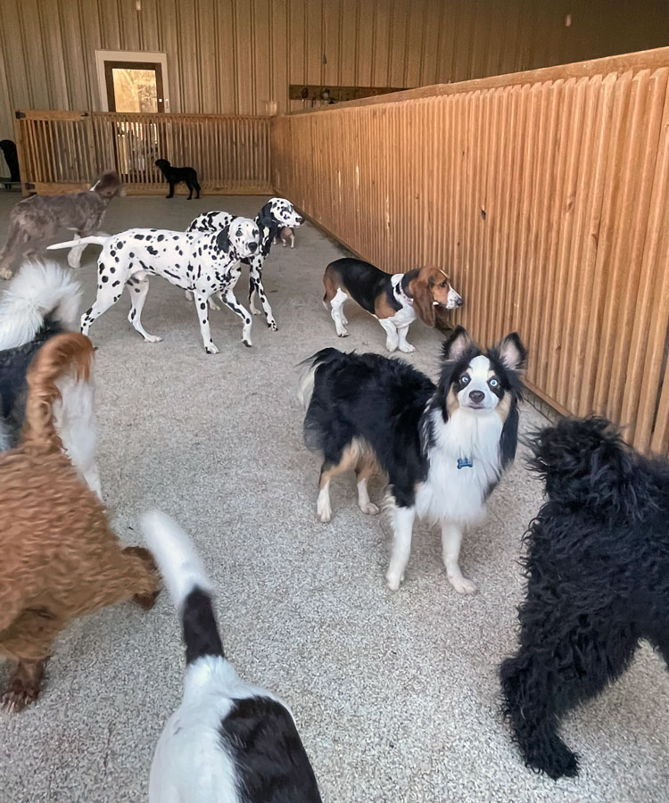 Indoor Play Dog Daycare Bonesboro